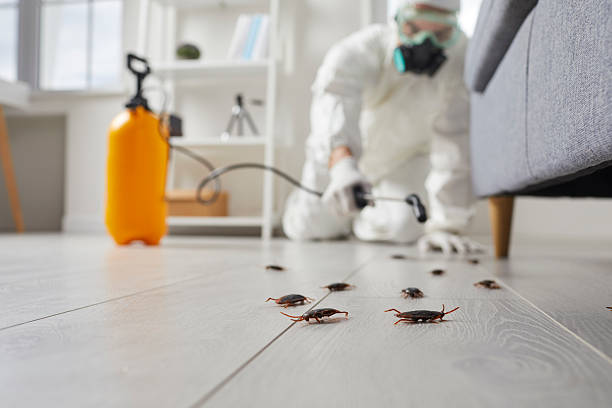 Commercial Kitchen Cockroach Control in Talent